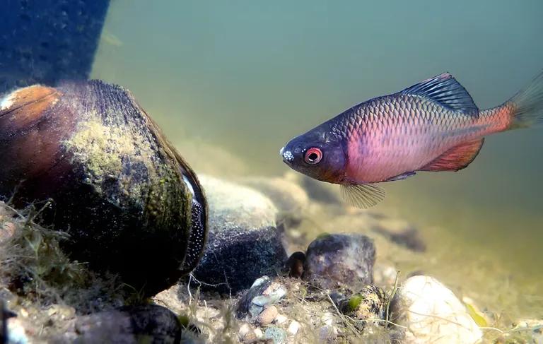  goldfish Carassius auratus rock beauty Holocanthus tricolor tench Tinca tinca snail-0