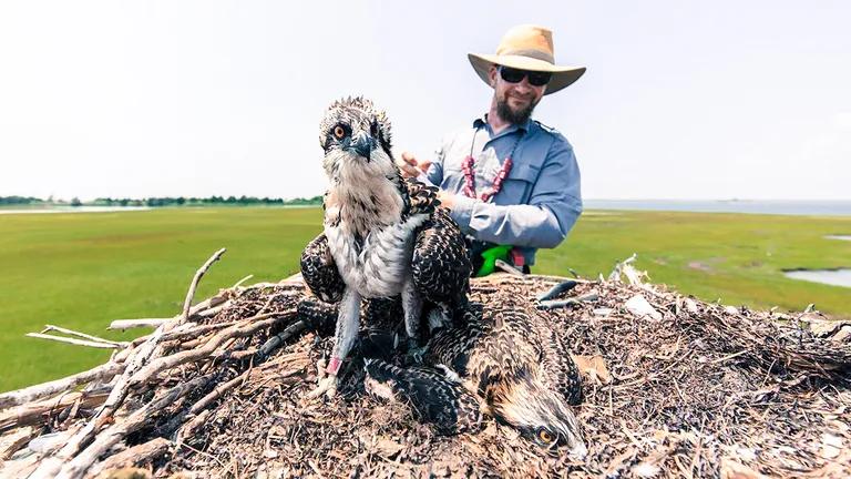  prairie chicken prairie grouse prairie fowl kite ruffed grouse partridge Bonasa umbellus black grouse-0