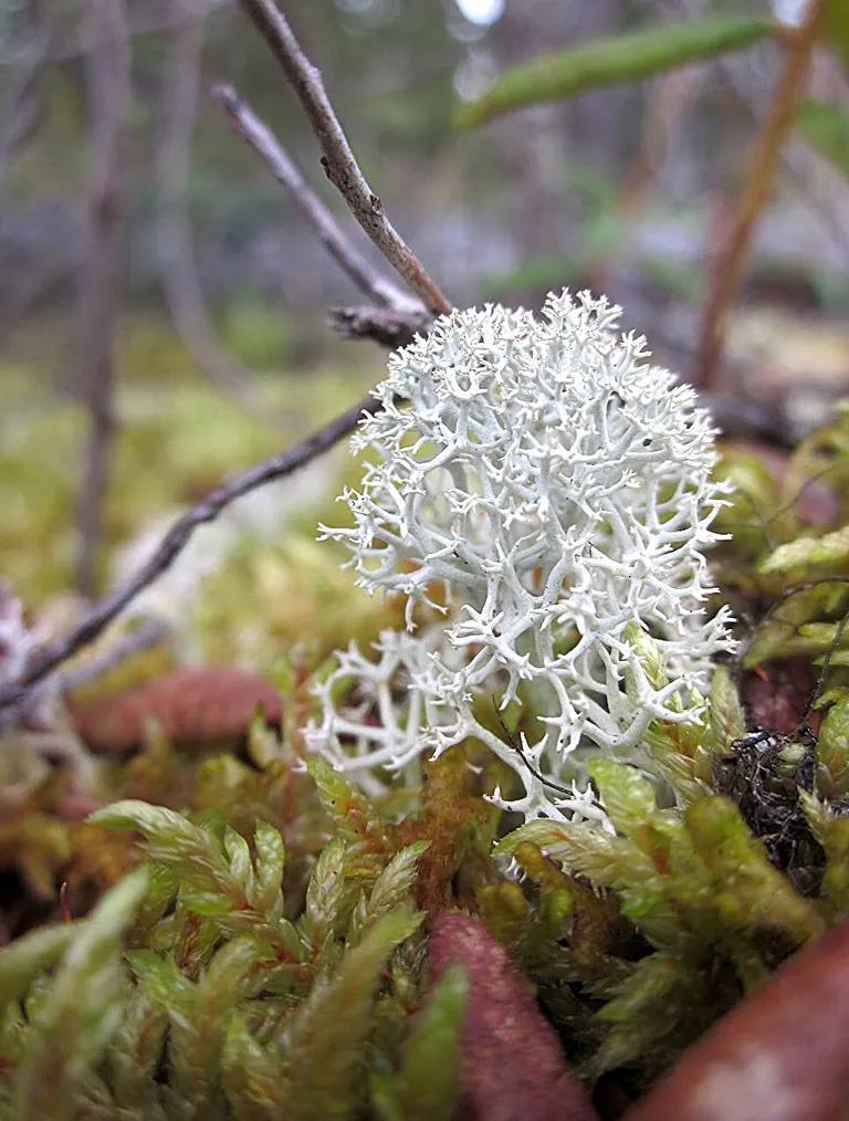  coral fungus hen-of-the-woods hen of the woods Polyporus frondosus Grifola frondosa stinkhorn carrion fungus earthstar-0