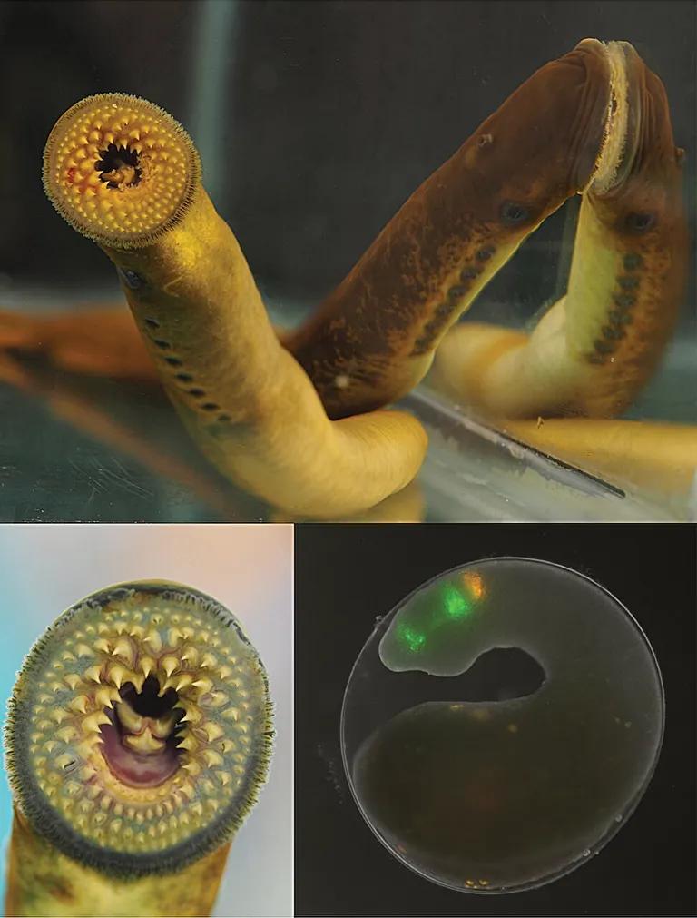  nematode nematode worm roundworm eel thunder snake worm snake Carphophis amoenus sea cucumber holothurian-0