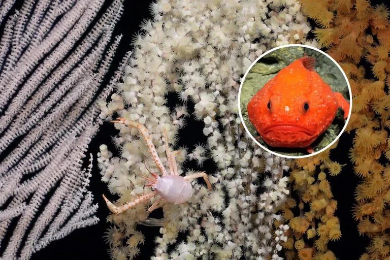  goldfish Carassius auratus king crab Alaska crab Alaskan king crab Alaska king crab Paralithodes camtschatica isopod coral reef-0