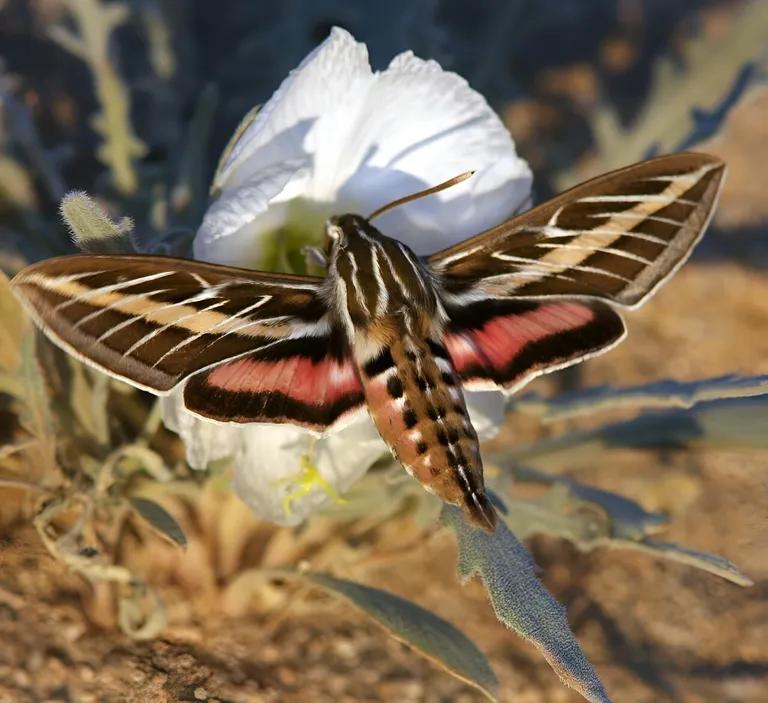  hummingbird sulphur butterfly sulfur butterfly ringlet ringlet butterfly bee-0