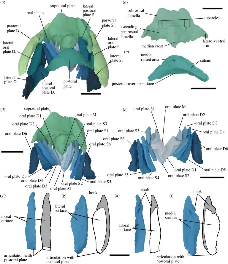  sleeping bag triceratops web site website internet site site parachute chute-0