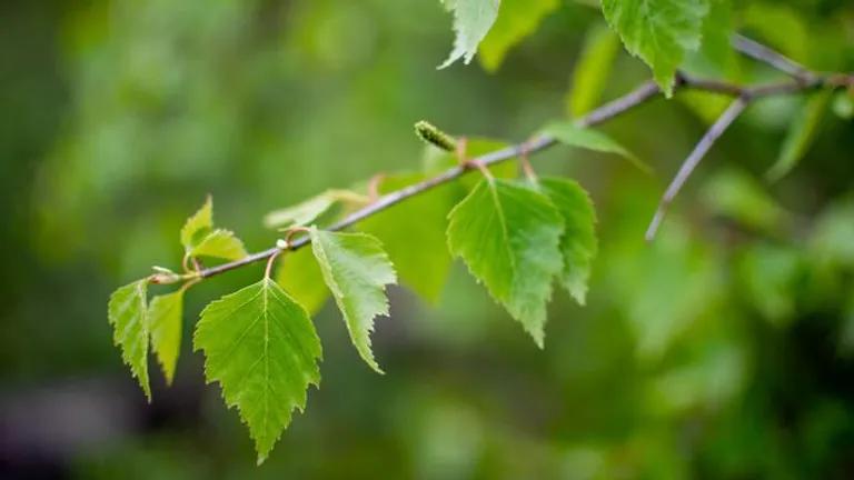  ladybug ladybeetle lady beetle ladybird ladybird beetle leaf beetle chrysomelid water ouzel dipper indigo bunting indigo finch indigo bird Passerina cyanea-0