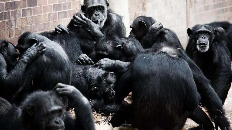  chimpanzee chimp Pan troglodytes siamang Hylobates syndactylus Symphalangus syndactylus gorilla Gorilla gorilla patas hussar monkey Erythrocebus patas-0