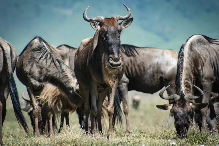  hartebeest impala Aepyceros melampus water buffalo water ox Asiatic buffalo Bubalus bubalis zebra-0