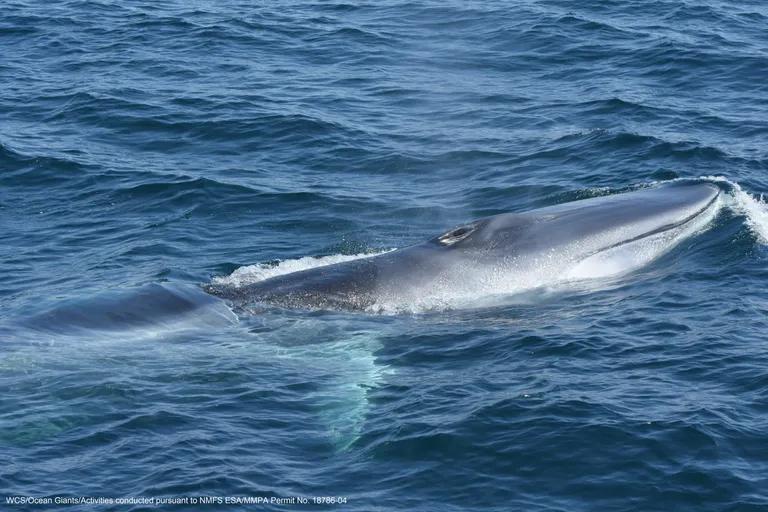  grey whale gray whale devilfish Eschrichtius gibbosus Eschrichtius robustus great white shark white shark man-eater man-eating shark Carcharodon carcharias killer whale killer orca grampus sea wolf Orcinus orca platypus duckbill duckbilled platypus duck-billed platypus Ornithorhynchus anatinus-0