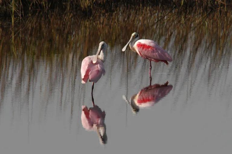  spoonbill American egret great white heron Egretta albus flamingo little blue heron Egretta caerulea-0