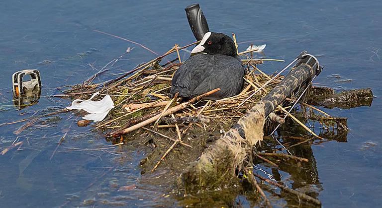  American coot marsh hen mud hen water hen Fulica americana European gallinule Porphyrio porphyrio hen black swan Cygnus atratus-0