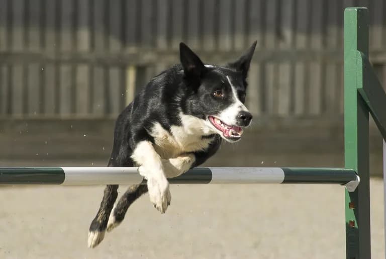  Border collie kelpie Cardigan Cardigan Welsh corgi collie-0