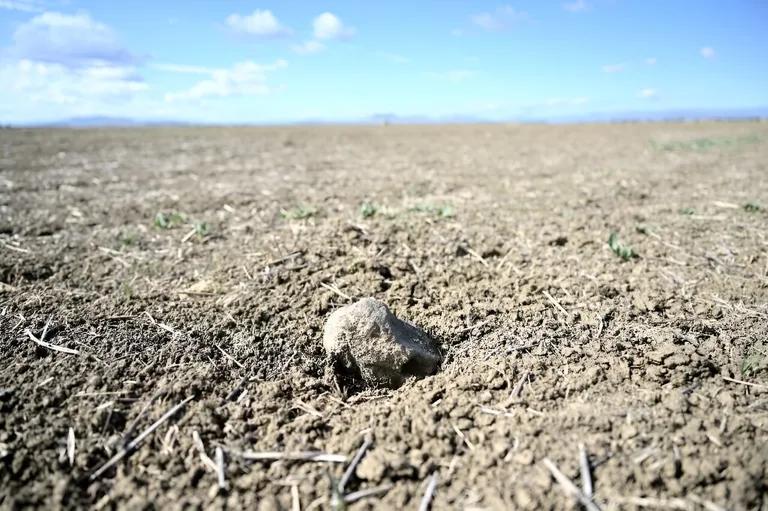  dung beetle earthstar tailed frog bell toad ribbed toad tailed toad Ascaphus trui mud turtle-0