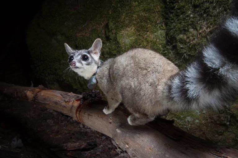  Madagascar cat ring-tailed lemur Lemur catta indri indris Indri indri Indri brevicaudatus mongoose weasel-0