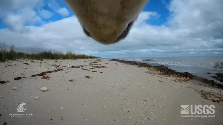  sandbar sand bar seashore coast seacoast sea-coast lakeside lakeshore balloon-0