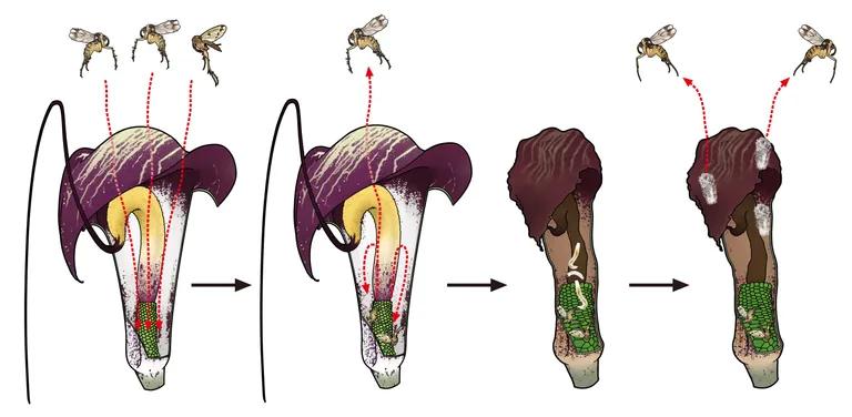  snail stinkhorn carrion fungus bow hen-of-the-woods hen of the woods Polyporus frondosus Grifola frondosa-0