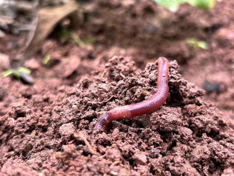  thunder snake worm snake Carphophis amoenus nematode nematode worm roundworm centipede flatworm platyhelminth-0