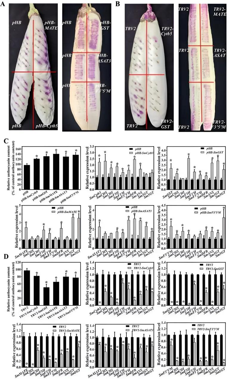  quill quill pen sea cucumber holothurian isopod flatworm platyhelminth-0