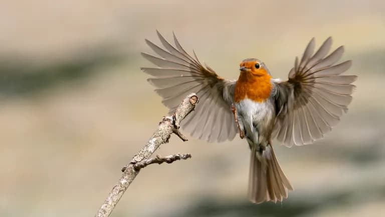  brambling Fringilla montifringilla robin American robin Turdus migratorius worm fence snake fence snake-rail fence Virginia fence water ouzel dipper-0