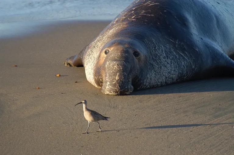  sea lion dowitcher dugong Dugong dugon red-backed sandpiper dunlin Erolia alpina-0