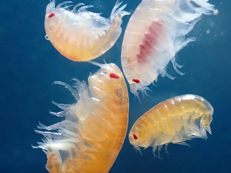  isopod jellyfish cockroach roach chiton coat-of-mail shell sea cradle polyplacophore-0