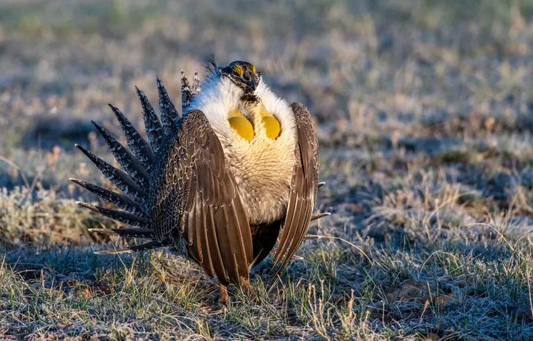  prairie chicken prairie grouse prairie fowl black grouse ruffed grouse partridge Bonasa umbellus partridge-0