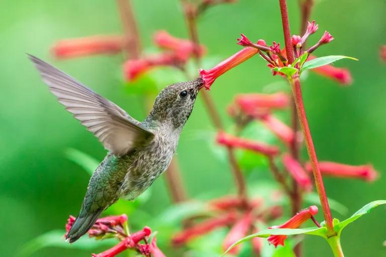  hummingbird water ouzel dipper window screen sulphur butterfly sulfur butterfly-0