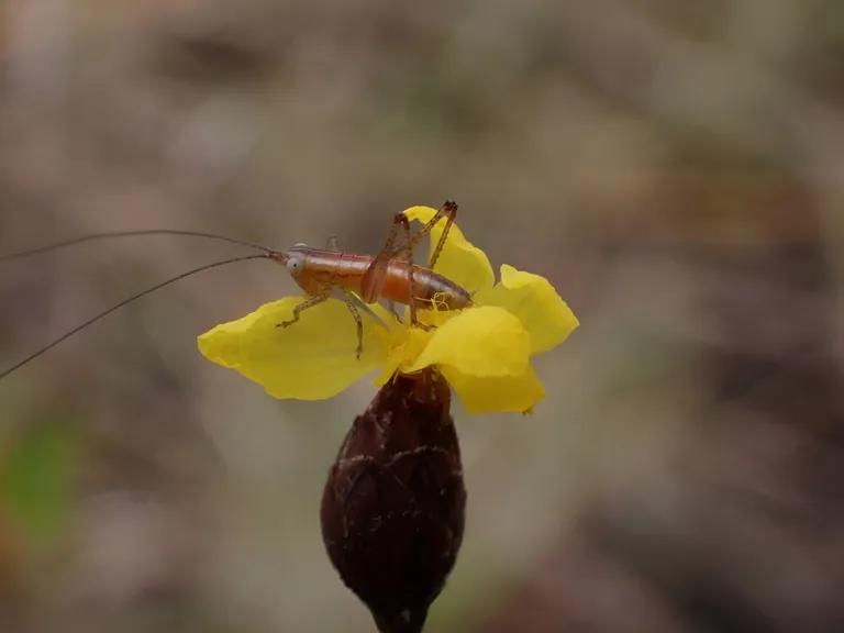  cricket grasshopper hopper lacewing lacewing fly long-horned beetle longicorn longicorn beetle-0