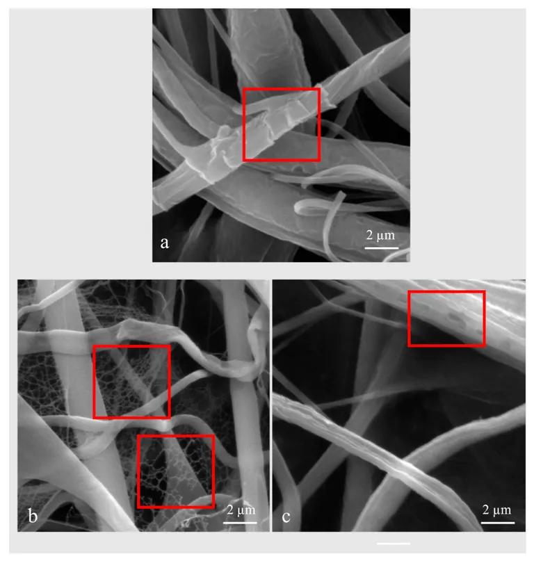  nematode nematode worm roundworm isopod coral fungus sea anemone anemone-0