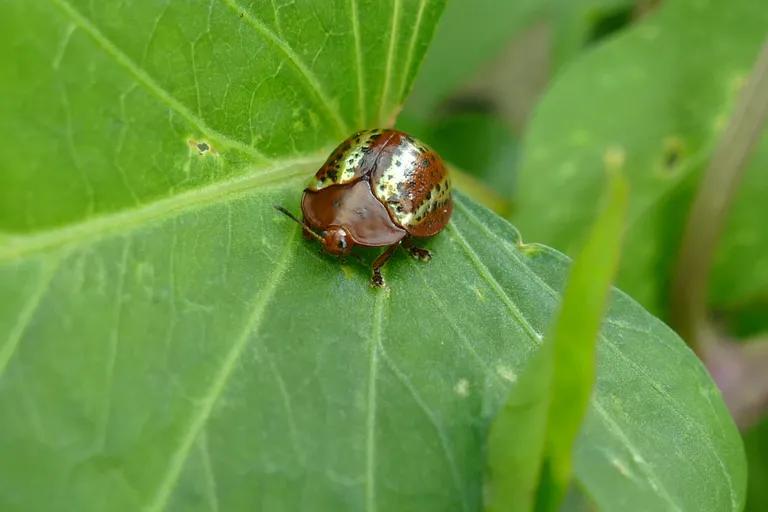  leaf beetle chrysomelid ladybug ladybeetle lady beetle ladybird ladybird beetle dung beetle ground beetle carabid beetle-0