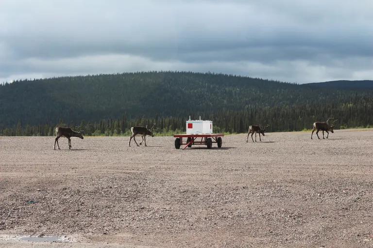  bighorn bighorn sheep cimarron Rocky Mountain bighorn Rocky Mountain sheep Ovis canadensis gazelle ibex Capra ibex ram tup-0