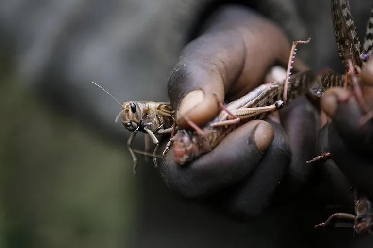  grasshopper hopper cricket walking stick walkingstick stick insect crayfish crawfish crawdad crawdaddy-0