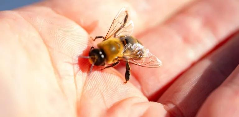  bee fly apiary bee house honeycomb-0