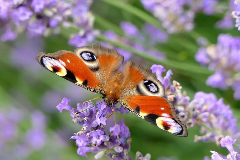  ringlet ringlet butterfly admiral lycaenid lycaenid butterfly cabbage butterfly-0