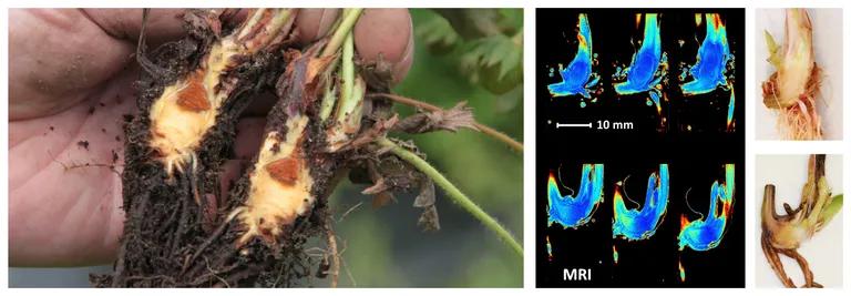  nematode nematode worm roundworm ear spike capitulum pot flowerpot web site website internet site site-0