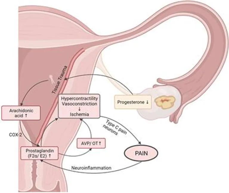  nematode nematode worm roundworm web site website internet site site brassiere bra bandeau nipple-0