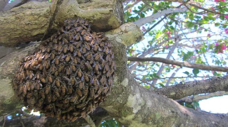  honeycomb bee apiary bee house hen-of-the-woods hen of the woods Polyporus frondosus Grifola frondosa-0