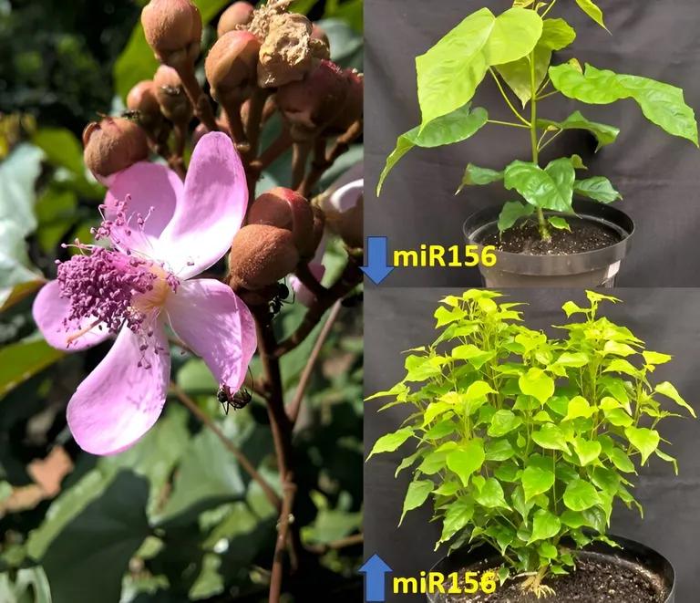  pot flowerpot buckeye horse chestnut conker sulphur butterfly sulfur butterfly hip rose hip rosehip-0