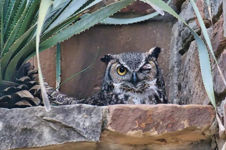  great grey owl great gray owl Strix nebulosa ruffed grouse partridge Bonasa umbellus meerkat mierkat prairie chicken prairie grouse prairie fowl-0