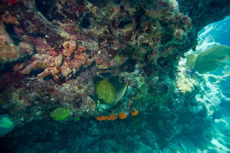  rock beauty Holocanthus tricolor coral reef electric ray crampfish numbfish torpedo puffer pufferfish blowfish globefish-0