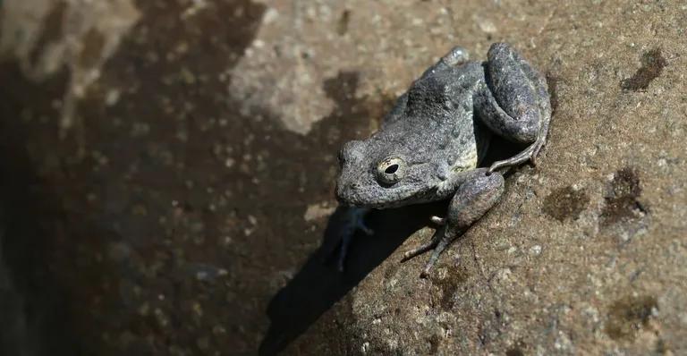  tailed frog bell toad ribbed toad tailed toad Ascaphus trui bullfrog Rana catesbeiana tree frog tree-frog common newt Triturus vulgaris-0