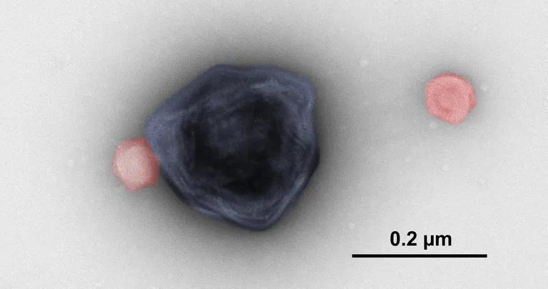  nematode nematode worm roundworm pick plectrum plectron rubber eraser rubber pencil eraser chiton coat-of-mail shell sea cradle polyplacophore-0