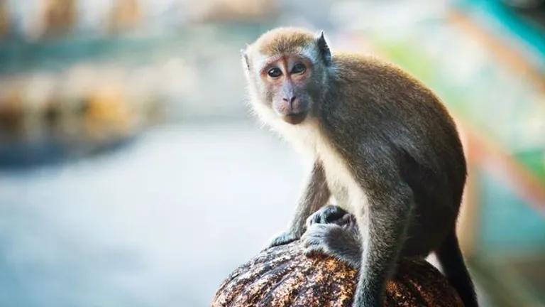  macaque guenon guenon monkey patas hussar monkey Erythrocebus patas titi titi monkey-0