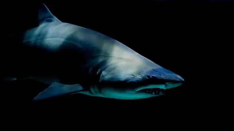  tiger shark Galeocerdo cuvieri great white shark white shark man-eater man-eating shark Carcharodon carcharias hammerhead hammerhead shark barracouta snoek-0