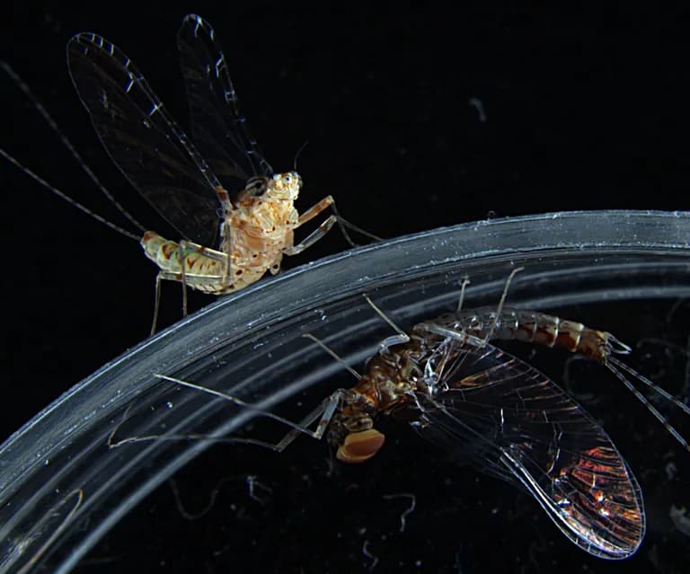  lacewing lacewing fly dragonfly darning needle devil's darning needle sewing needle snake feeder snake doctor mosquito hawk skeeter hawk damselfly cicada cicala-0