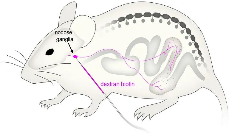  mousetrap wood rabbit cottontail cottontail rabbit armadillo triceratops-0