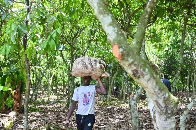  jackfruit jak jack hamper sombrero oxcart-0