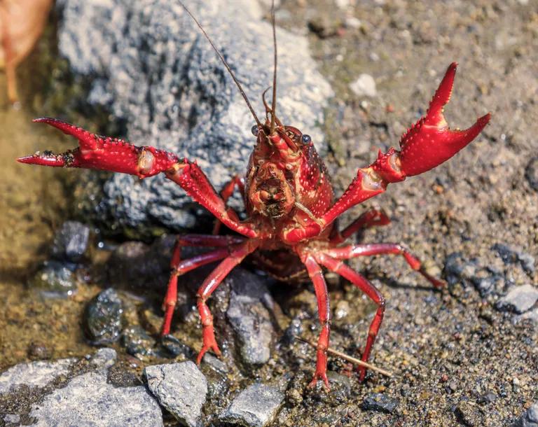  crayfish crawfish crawdad crawdaddy spiny lobster langouste rock lobster crawfish crayfish sea crawfish American lobster Northern lobster Maine lobster Homarus americanus rock crab Cancer irroratus-0