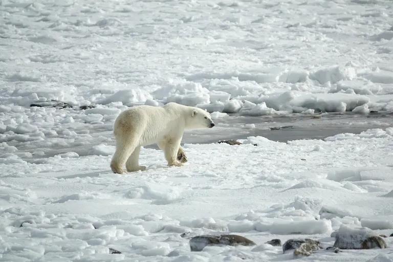  ice bear polar bear Ursus Maritimus Thalarctos maritimus Arctic fox white fox Alopex lagopus brown bear bruin Ursus arctos American black bear black bear Ursus americanus Euarctos americanus-0