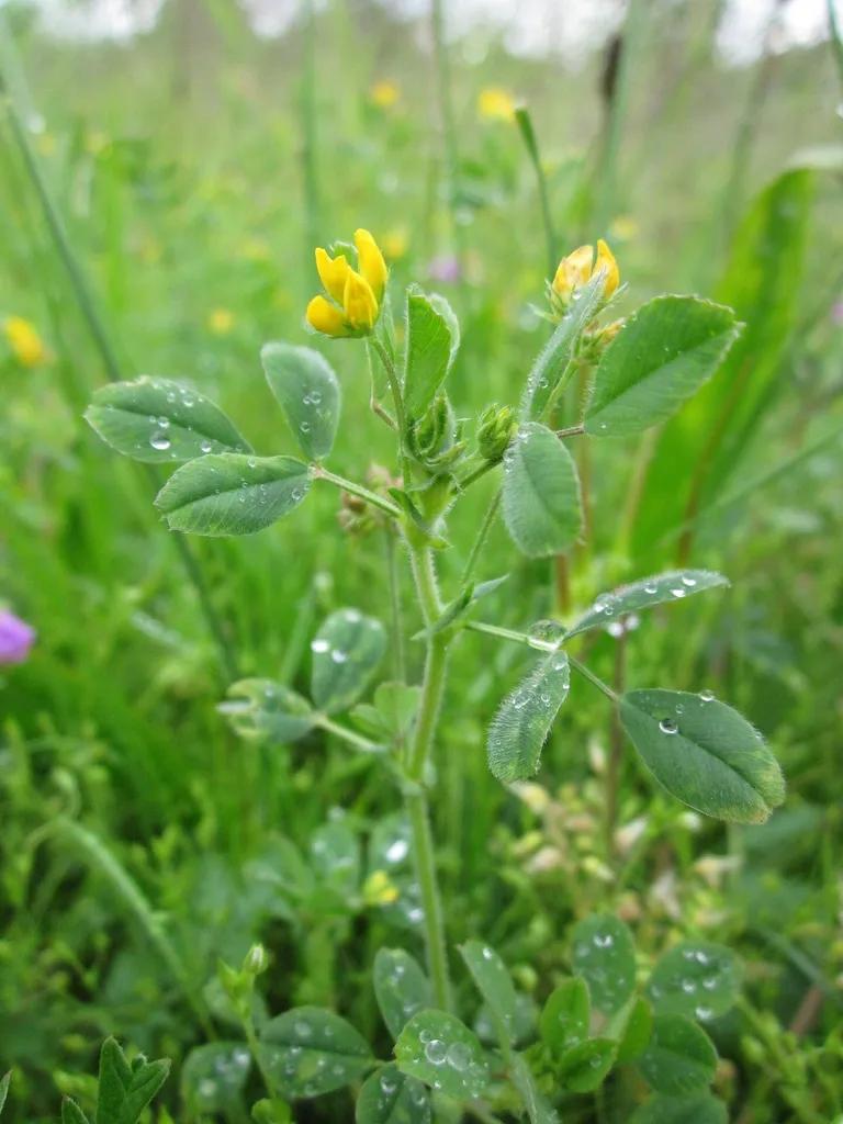  hip rose hip rosehip ladybug ladybeetle lady beetle ladybird ladybird beetle sulphur butterfly sulfur butterfly pot flowerpot-0