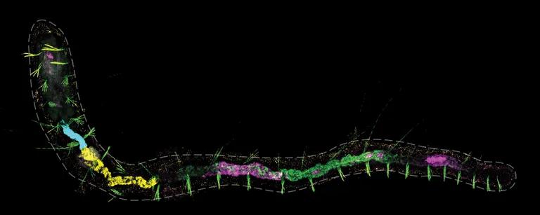  nematode nematode worm roundworm flatworm platyhelminth oscilloscope scope cathode-ray oscilloscope CRO thunder snake worm snake Carphophis amoenus-0