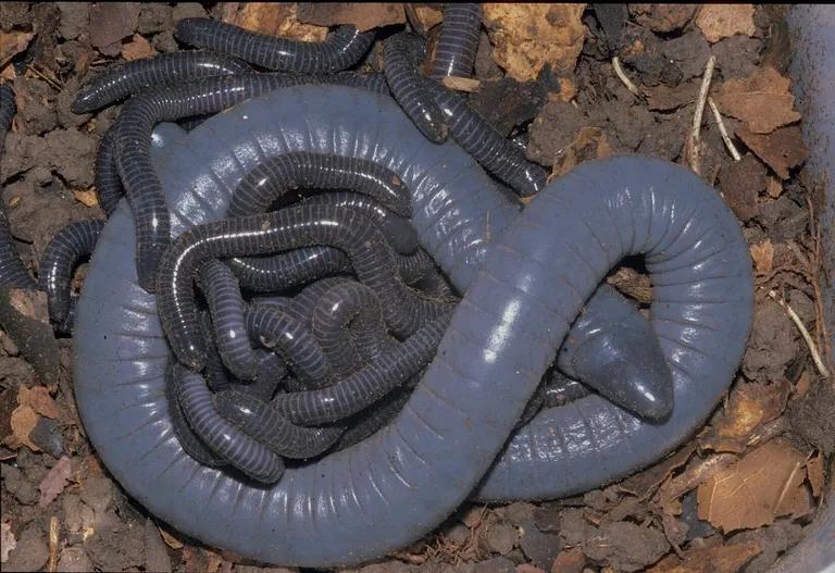  thunder snake worm snake Carphophis amoenus nematode nematode worm roundworm common newt Triturus vulgaris isopod-0